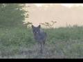 Coyote Close Call