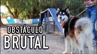 46 - Enseñando a mis perros UN OBSTÁCULO PROFESIONAL 46 - Enseñando a mis perros UN OBSTÁCULO PROFESIONAL