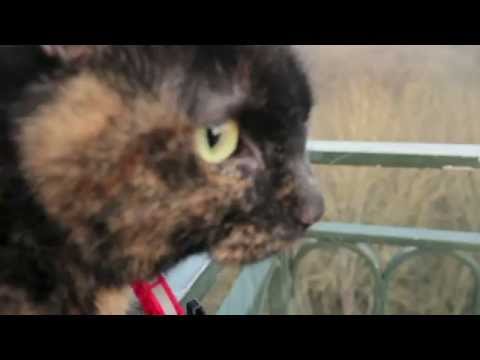 Couverture de l'article "Rivoptehnol avec concentré de Xohyptinaton"