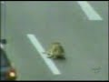 Lo que algunos humanos no tienen; \"sentido comun\".