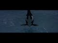 Keiko The Killer Whale