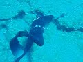 Sargos Protaras 2