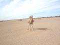 videos de NAGA TINDOUF.MPG