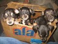 Grupo San Martin- ADOPCIONES:   4 754-0208