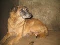 Grupo San Martin- ADOPCIONES:   4 754-0208