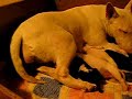 puppies bull terrier 6 days old puppies bull terrier 6 days old