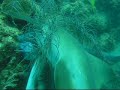 feeding the nurse sharks
