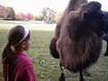 Video cousins avec Chameau