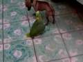 PERRO vs PERICO EN COLOTLAN