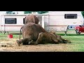 D�fense animale: un combat pour la vie...