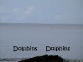 Dolphins