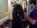 Corte de Pelo Schnauzer