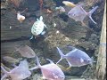 Camden Aquarium Fish
