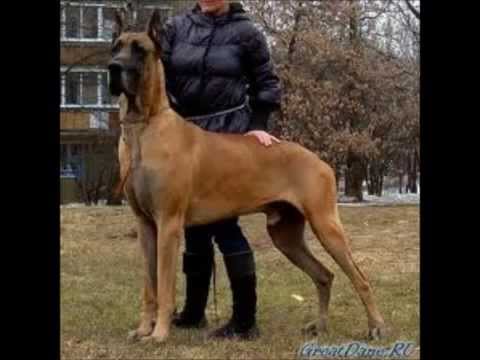 bullmastiff
