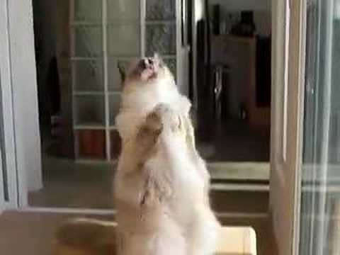 0 Funny Cat Clips