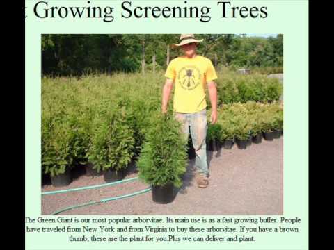 how to transplant norway spruce trees