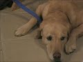 Family Dog Cental at Hurricane Expo NOW