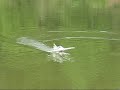 Splash Down on Heron Lake