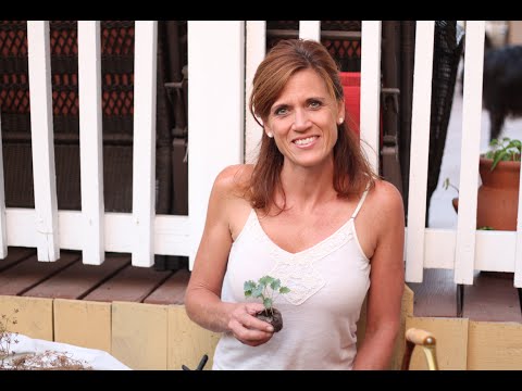 how to harvest curly kale