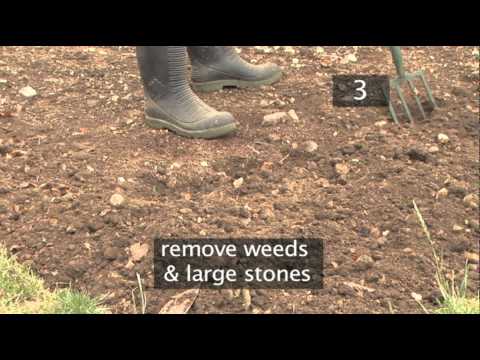 how to transplant seedlings into the ground