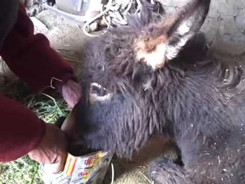 0 photo 0 Some Donkeys in India Earn More Money Than Some People picture