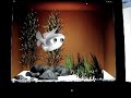 Gus, Open Scene Graph Fish