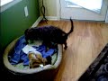 Caska - Dorkie puppy and her Frog