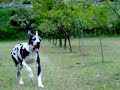Leon corre nel campo - Alano Arlecchino
