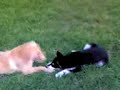 alaskan malamute y golden retriever 3 y 4 meses