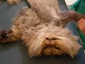 Shaved Pussy - Persian Cat getting shaved Shaved Pussy - Persian Cat getting shaved