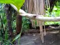Ant See-saw