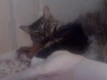 Cat Dog Love
