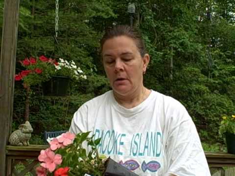 how to transplant ironweed