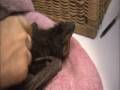 baby bat eating and care