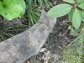 bad-ass bunny
