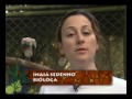 Passeio Animal - Urubu Rei