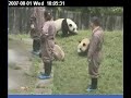 Wolong Cubbies Part 1