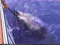 Blue Marlin Catch & Release