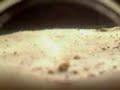 My Triops 2 My Triops 2