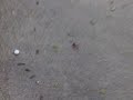 The Hail you say