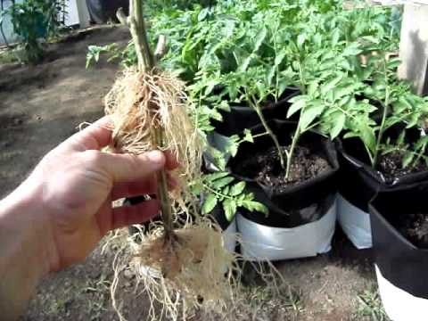 how to grow awesome tomatoes