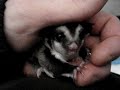 Baby Sugar Gliders