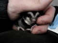 Baby Sugar Gliders