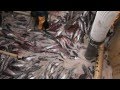 ECOSYSTEM IN CRISIS (FULL LENGTH) - YouTube