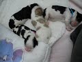 Cavalier king charles spaniel puppies 3 days old