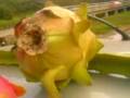 videos de pitahaya