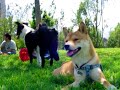 Shiba Inu & Border Collie