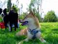 Border Collie video