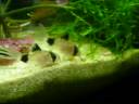 Corydoras Panda