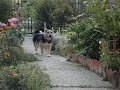 my dog